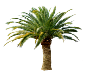 palm tree png image 2486