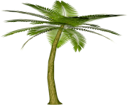 palm tree png image 2493