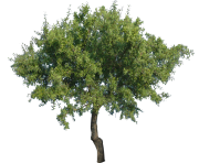 tree png 1380909738