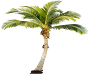 palm tree png image 2489