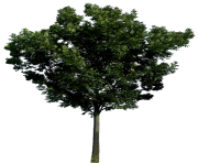 tree png 197