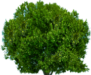 tree png 222
