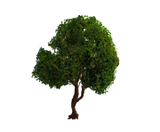 tree png 1380909968