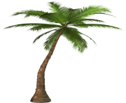 palm tree png image 2485