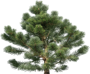 fir tree png transparent 2516