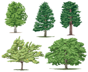 tree png cartoon realistic trees all types