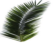 palm tree png image 2499