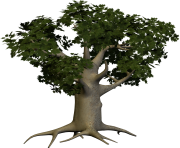 tree png 3480