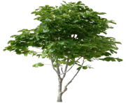 tree png 230