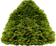 tree png 231