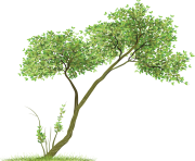 tree png 3494