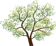 tree png 3493