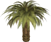palm tree png image 2490
