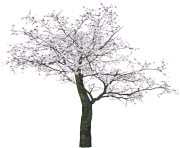 tree png 3475