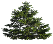tree png 206