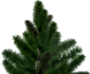 fir tree png transparent 3683