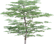tree png 3473