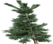 fir tree png transparent 3689
