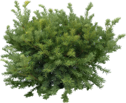 fir tree png transparent 3684