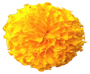 Marigold Flowers Png Pic