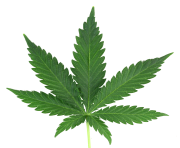 marijuana leaf png real