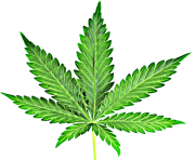 Cannabis Marijuana Leaf Clipart Png