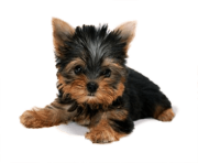 12 dog png image picture download dogs