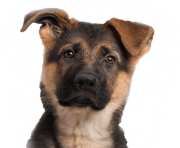 67 dog png image picture download dogs