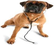 73 dog png image picture download dogs