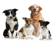 15 dog png image picture download dogs