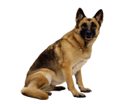 19 dog png image picture download dogs