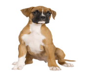 46 dog png image picture download dogs