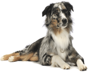 4 dog png image picture download dogs