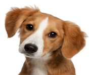 Cute Dog Face PNG Image