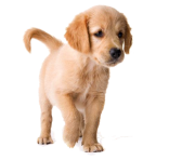 Golden Retriever Puppy PNG Image