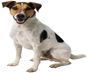 dog png happy puppy