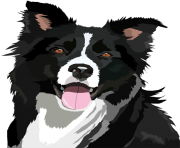 Border Collie PNG File
