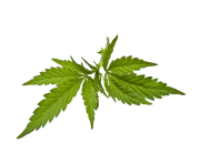 CANNABIS WEED LEAF PNG Clipart Free Images