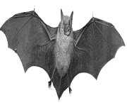 2 2 halloween bat transparent