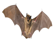 1 2 halloween bat png