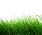 grass png image green grass