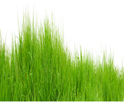 grass png free picture