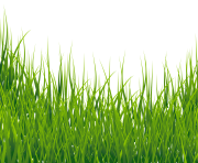 hd Grass PNG Transparent Image