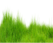 Grass PNG Images