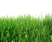 Grass PNG Transparent Image 2