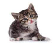 42 cat png image download picture kitten