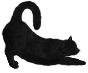 black cat png image