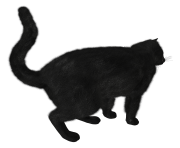 23 black cat png image