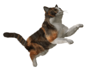 cute cat png image download picture kitten
