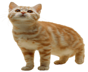 7 cat png image download picture kitten